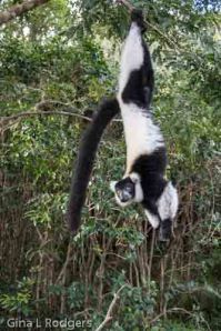 Ruffed lemur in Andasibe National Park