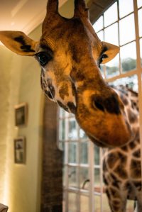 Giraffe ready for a treat in the Breakfast Room
