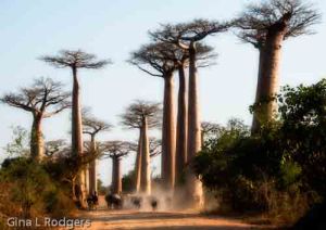 Avenue of the Baobobs