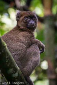 Bamboo lemur