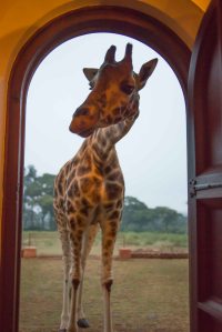 This giraffe was just walking up to the door as I came down the stairs for breakfast. 
